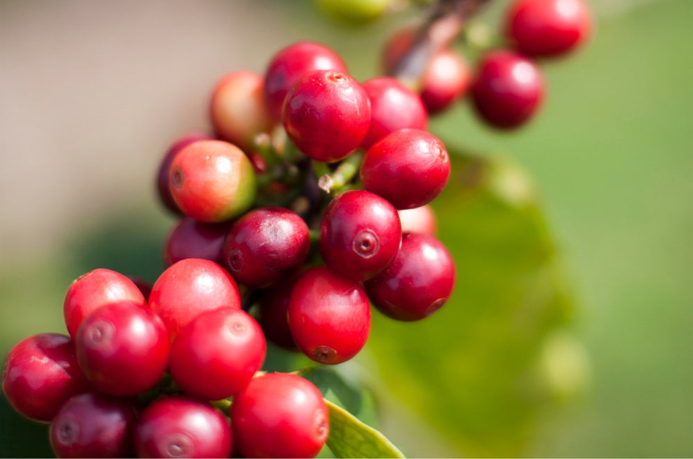 A grouping of Kenya SL-34 red coffee cherries from the Dante Gourmet Farm