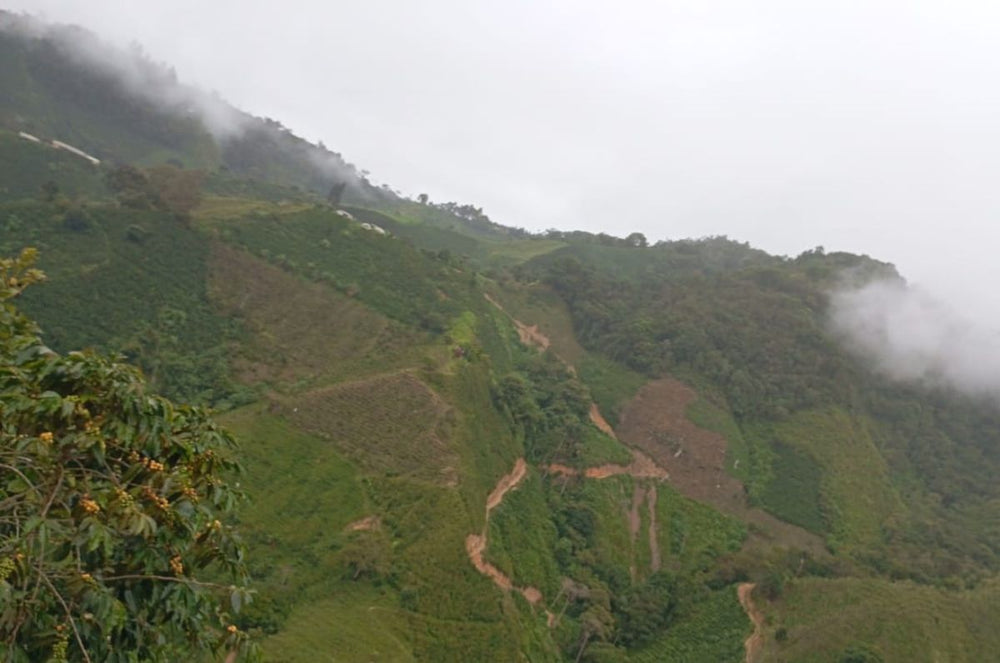 Coffee fields in Huila Colombia