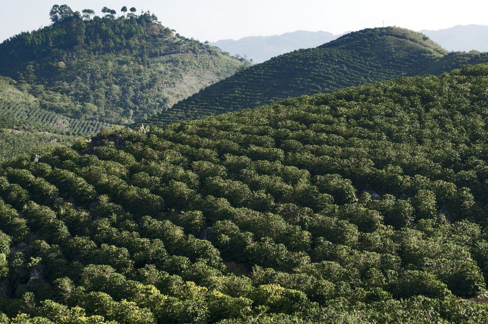 Guatemalan coffee farms situated on top of mountains and large rolling hills. 