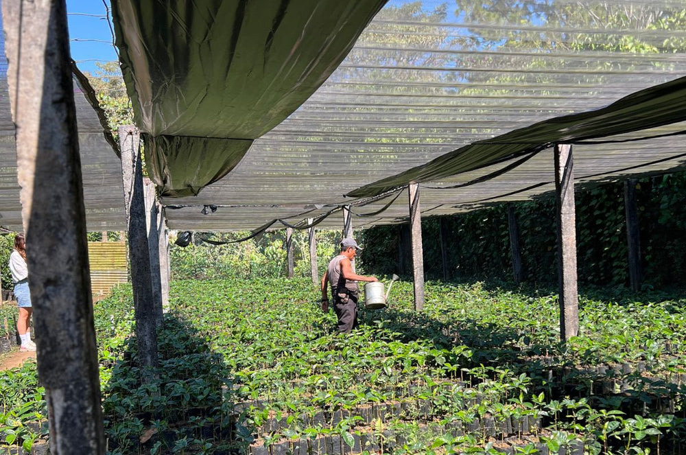 A local farmer tending to the coffee plants