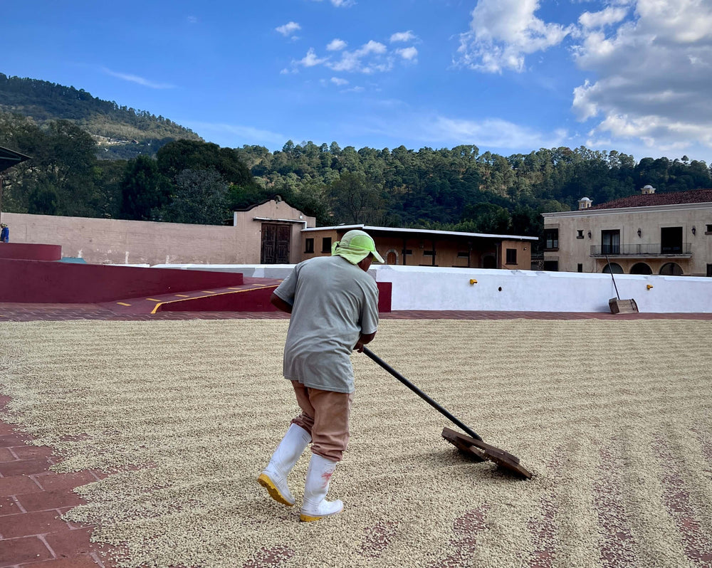 Coffee farmer, drying green coffee beans on patio in Antigua, Guatemala