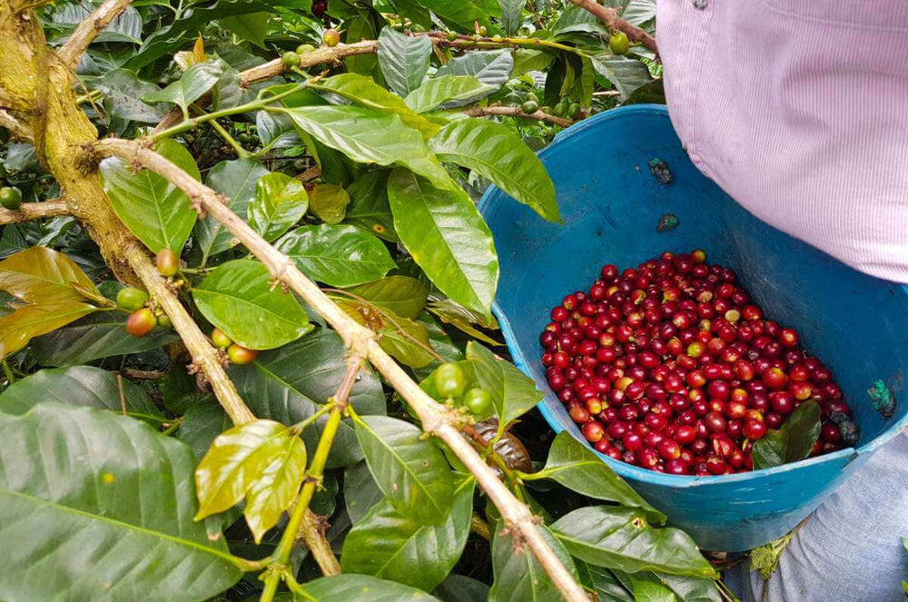 Colombian farmer picking ripe coffee cherries