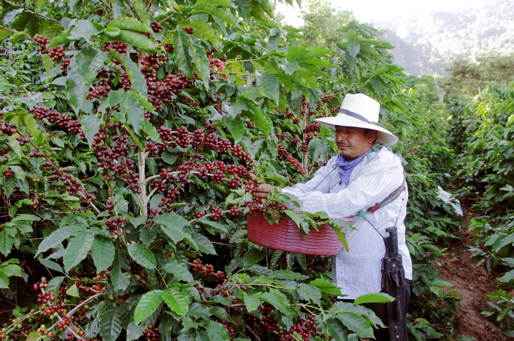 A farmer harvesting from the coffee plants of the Dante Gourmet farm.