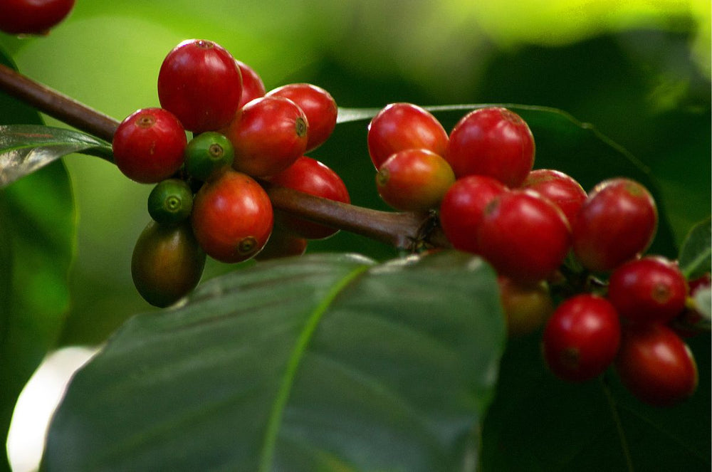 Bright Red Coffee cherries from San Carlos Estate in El Salvador 