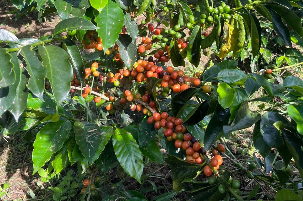 Excelso Coffee Cherries from Huila, Colombia