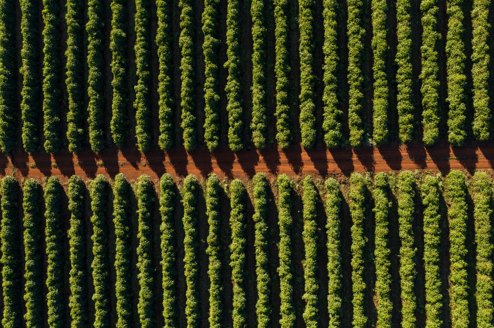 Coffee field at Fazenda Sao Luiz 