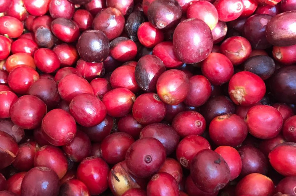 Red Cherries from Finca El Paraiso 