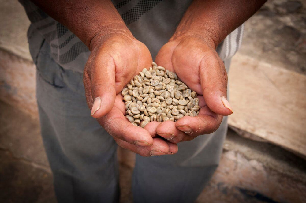 Hands of coffee farmer holding green coffee beans from Guatemala