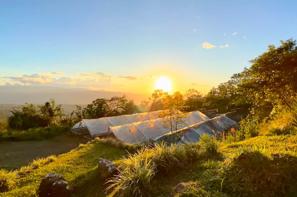 The coffea diversa garden in Guatemala 