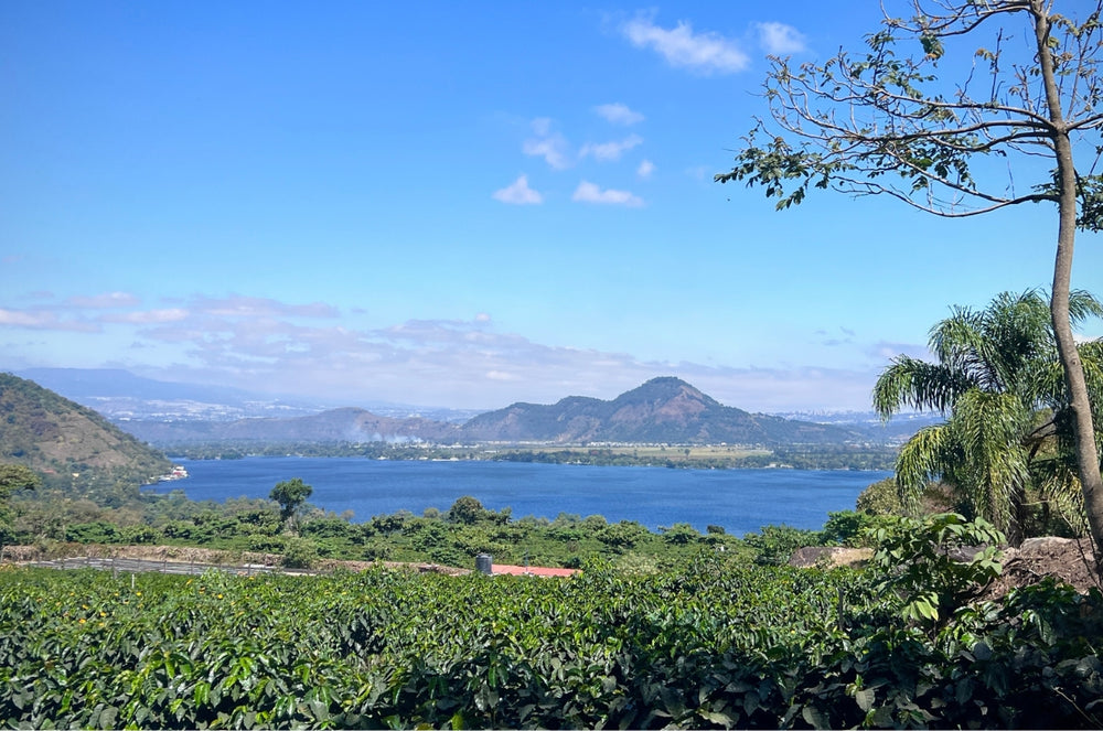 Lake Amatitlan brings many nutrients to the coffee plants of San Gerardo Estate