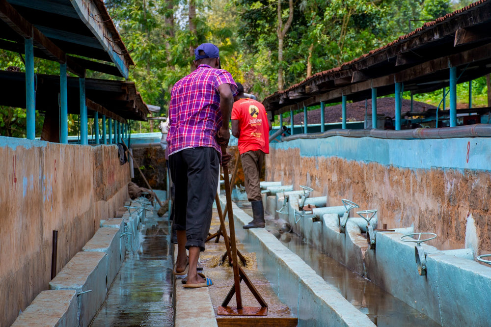 Farmers from the cooperative at the kii washing station in Kenya