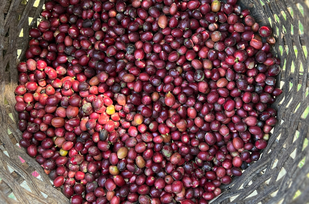 Red Cherries from Finca La Rosalia about to be washed 