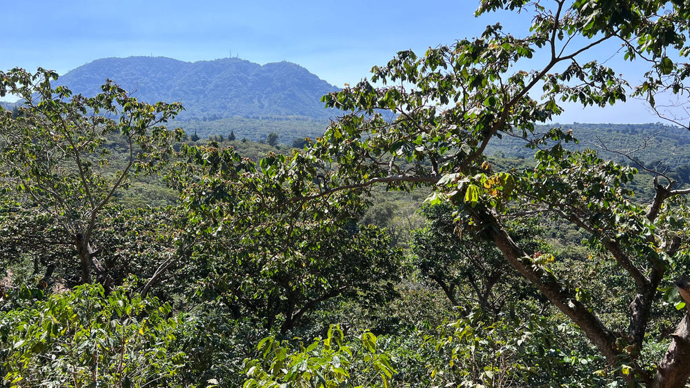 Overlooking the canopy of Finca Santa Isabel, the local flora helps shade the coffee plants from the suns harmful rays.