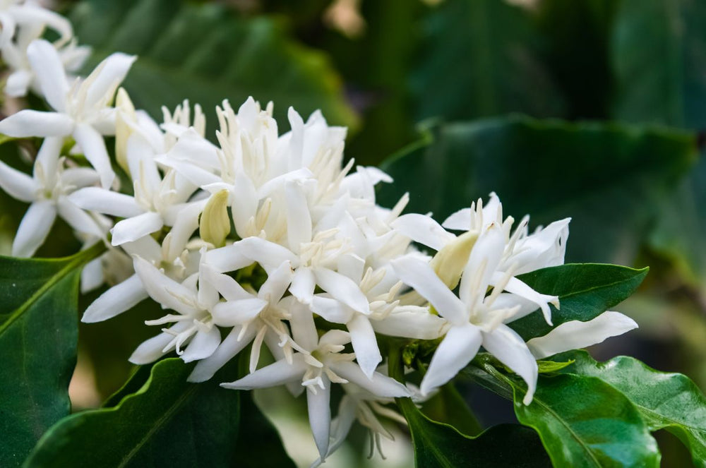 Coffee Plant flower from one of the Holman family farms