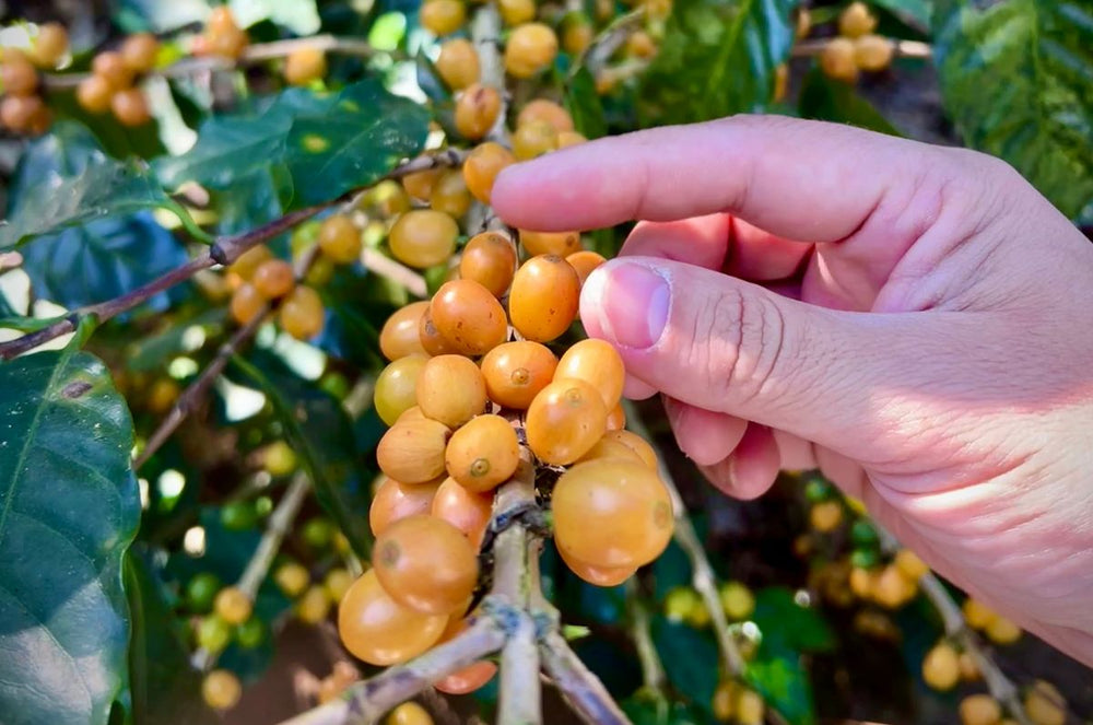 Picacho Coffee before being pulped, fermented, washed, and dried