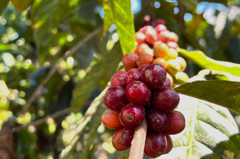 Queen Geisha coffee cherries 