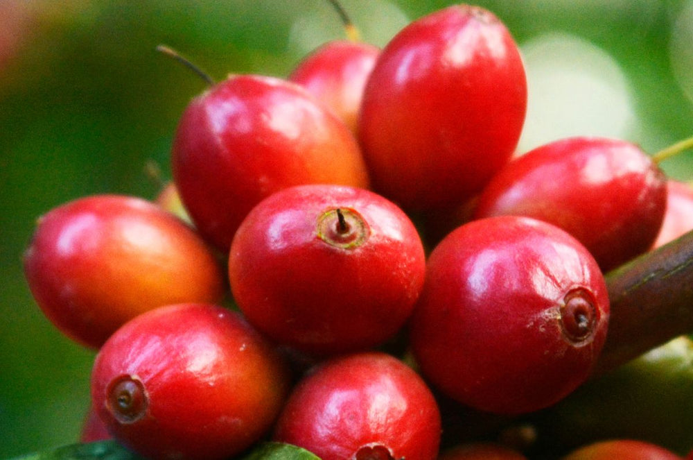 Finca Sabanetas Red Cherries