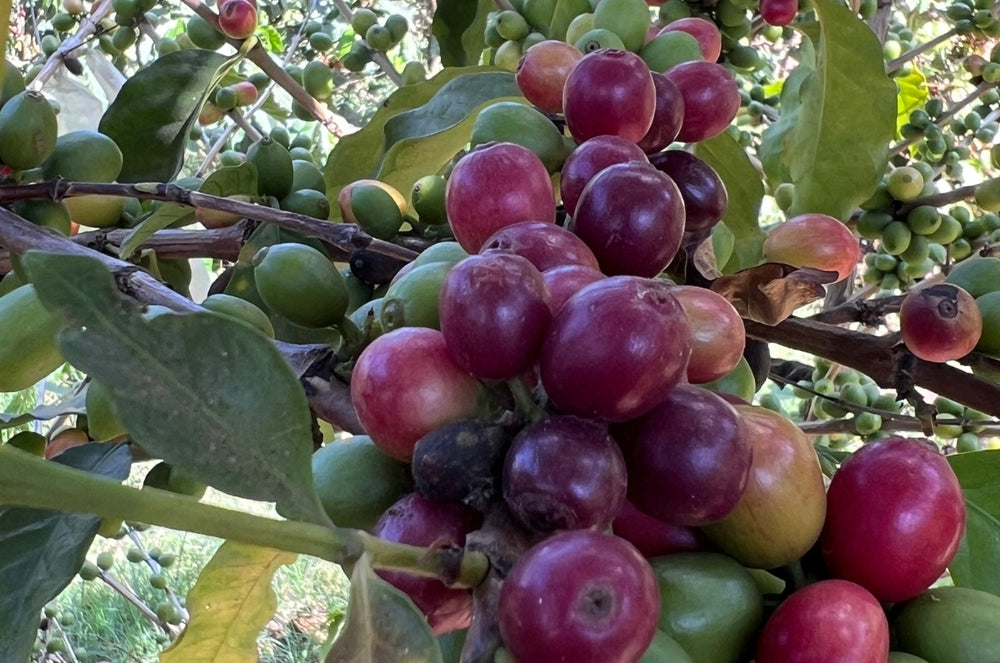 Coffee Cherries from the San Gerardo Estate