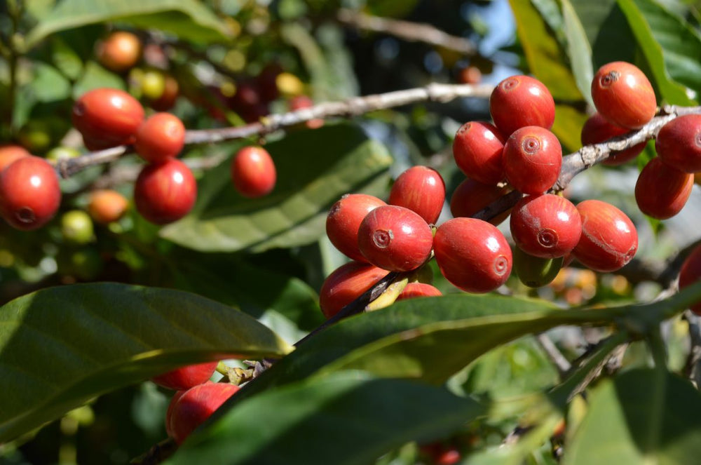 Red Cherries from the coffee plants of Yirgacheffe, from the Oromia Region in Ethiopia 