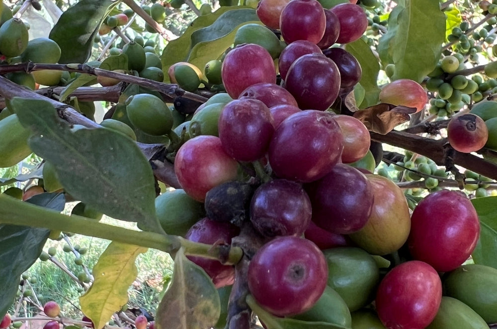 Bourbon rey coffee cherries 