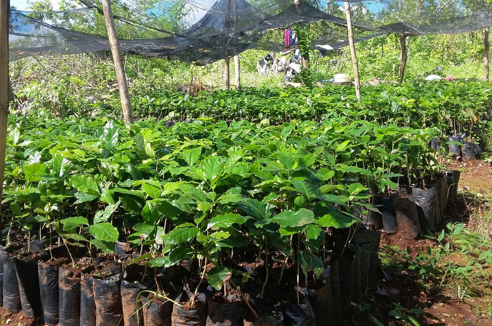 Haitian Coffee at the APCAB COOP farm